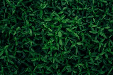 Arkaplan için yeşil yaprak dokusunu kapat