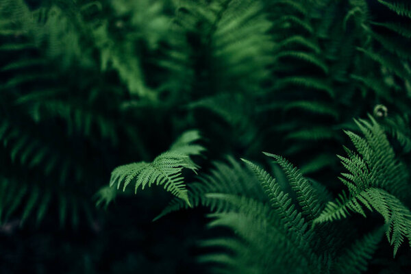 Натуральные зеленые листья в лесу крупным планом