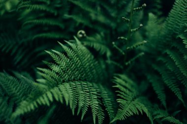 Doğal yeşil eğreltiotu yaprakları ormandaki dokuyu kapatır.