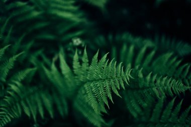 Doğal yeşil eğreltiotu yaprakları ormandaki dokuyu kapatır.