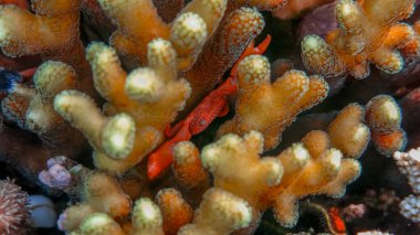 Trapezia, yengeç cinsi olarak bilinen bir yengeç cinsidir. Parlak renkleri ve benzersiz desenleriyle karakterize edilirler. Bu da karmaşık mercan ortamlarına karışmalarına yardımcı olur.