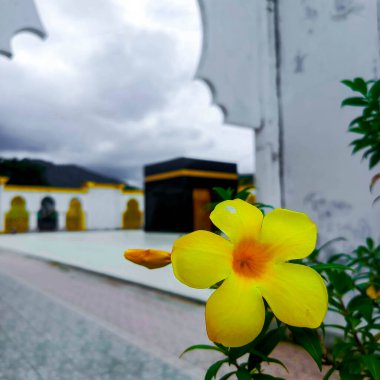 Dünyayı süsleyen canlı renkler arasında yeşil çiçeklerin benzersizliği gözüme çarpıyor.