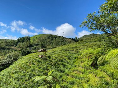 Ortasında yuvarlanan mavi gökyüzünün altında yeşil tepelerle çevrili küçük, tuhaf bir kulübe olan pitoresk bir çay çiftliği.