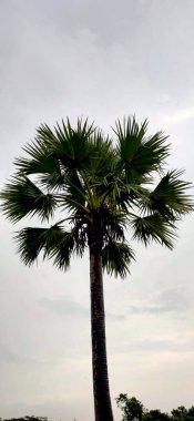 Parktaki palmiye ağacı