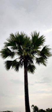 Sahilde yeşil yapraklı palmiye dalları