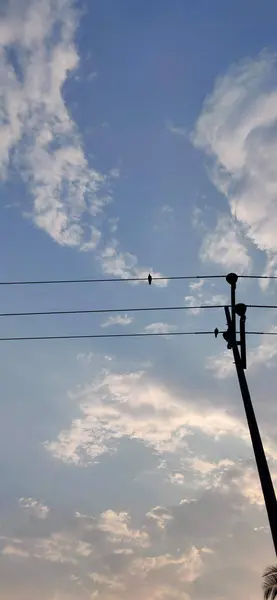 Elektrik telinin üzerinde oturan küçük bir kuş ve güneşli havanın tadını çıkarıyor. 