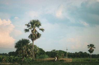 Parktaki palmiye ağacı
