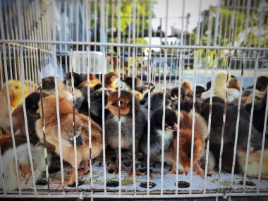 Ördek yavrularından oluşan samimi bir grup kafesin içine yerleşir.