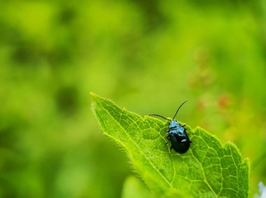 Yakından çekilen bir fotoğraf Altica böceğini yakalar, aynı zamanda pire böceği olarak da bilinir, yemyeşil bir yaprağın üzerinde dinlenir.. 
