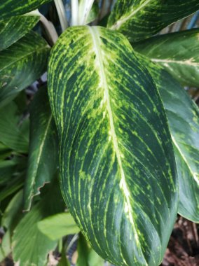 Aglaonema bitkisi, çarpıcı yeşilliklerinden dolayı hayranlık duyulan, aynı zamanda narin çiçekler üretir.