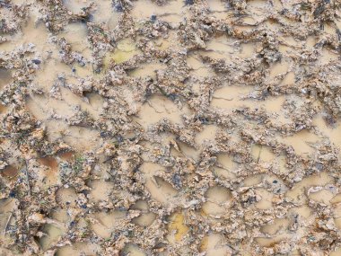 Huzurlu bir su birikintisi kilden bir yatağa yerleşir.