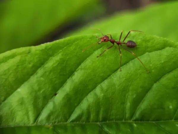 stock image A solitary red ant stands poised at the edge of a verdant green leaf