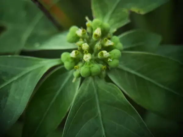 stock image A close-up shot of Toothed Spurge (Euphorbia dentata), also known as Poinsettia dentata