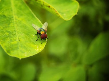 Yeşil Şişe Yaprağın Ucundaki Sinek
