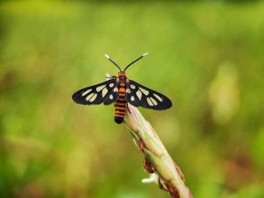 Ayırt edici siyah ve sarı çizgili kanatları ve ince gövdesi olan güve.