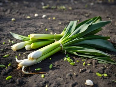 Yerde Taze Yeşil Soğan Paketi