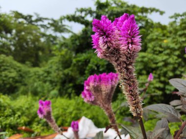 Eşsiz Mor Boroco Çiçeği veya Celosia Argentea