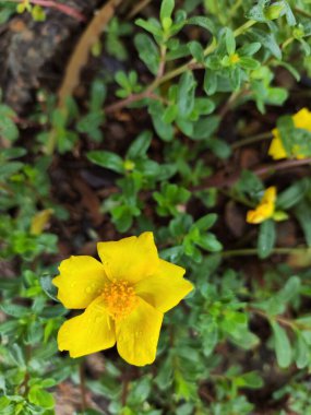 Kenikir sülfür çiçeği, Meksika kökenli bir bitki.