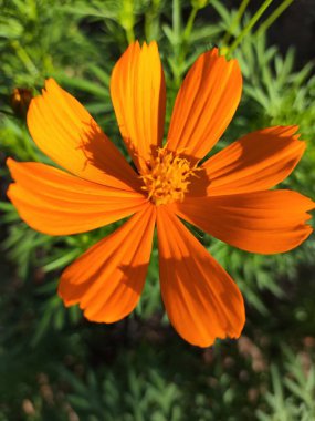 kenikir sulfur flower, a plant originating from Mexico clipart