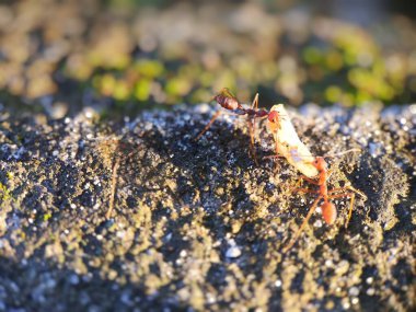 Karıncalar yiyecek taşımak için birlikte çalışır.