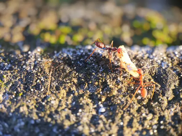 Karıncalar yiyecek taşımak için birlikte çalışır.