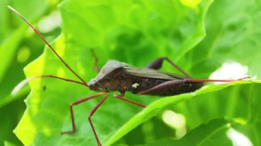 Makro çekimler, bir Coreidae yaprakların üzerinde gururla duruyor. Seçici odak