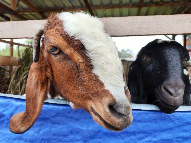 Ahırda keçi sürüsü, kırsal kesimde şirin yüzlü keçi sürüsü.