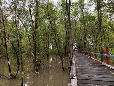 Mangroves forest and calm river at mangrove conservation center, indonesia clipart