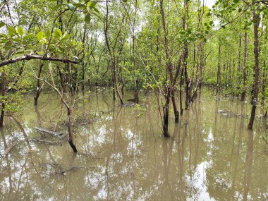Mangrove Ormanı ve Endonezya 'daki Mangrove Koruma Merkezi' nde sakin bir nehir.