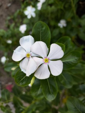 Canlı sarı gözlü, güzel beyaz bir vinca çiçeği, yakın çekimde yakalandı. Çiçek yeşil yapraklarla çevrilidir..