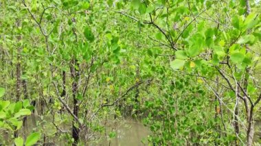 Mangrove Ormanı ve Endonezya 'daki Mangrove Koruma Merkezi' nde sakin bir nehir.
