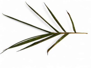 Beyaz arka planda yeşil bambu yapraklı branç