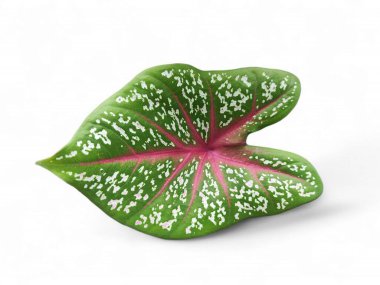 Caladium bicolor bitkisi, Endonezya 'da 