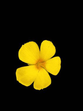 Yellow blossom and foliage of (Linum flavum). Mountain flowers background. Golden flax, yellow flax isolated on black background clipart