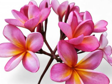 Blooming pink frangipani or plumeria rubra flowers isolated on white background with clipping path, cutout.kamboja flower clipart