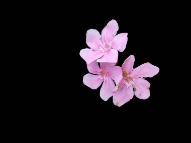 Gerçekten güzel pembe Azalea çiçekleri, kapalı parlak pembe açelya çiçekleri siyah arka planda izole