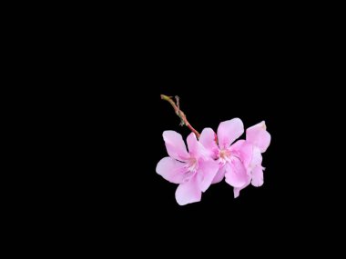 Gerçekten güzel pembe Azalea çiçekleri, kapalı parlak pembe açelya çiçekleri siyah arka planda izole