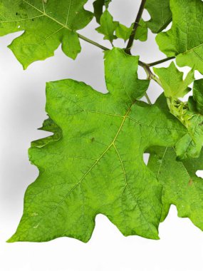 Beyaz arka planda bulunan Takokak yaprakları pek çok fayda için kullanılabilir ya da patlıcan kabilesinin meyve ve tohumları sebze ya da baharat olarak kullanılan bir patlıcan bitkisidir..