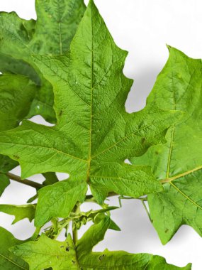 Beyaz arka planda bulunan Takokak yaprakları pek çok fayda için kullanılabilir ya da patlıcan kabilesinin meyve ve tohumları sebze ya da baharat olarak kullanılan bir patlıcan bitkisidir..