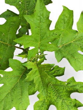 Beyaz arka planda bulunan Takokak yaprakları pek çok fayda için kullanılabilir ya da patlıcan kabilesinin meyve ve tohumları sebze ya da baharat olarak kullanılan bir patlıcan bitkisidir..