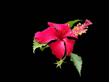 Close up of a beautiful Hibiscus rosa-sinensis or Chinese hibiscus flower isolated on black background.Pink hibiscus flower scent plant for aroma floral perfume design clipart