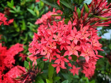 Close up picture of Ixora coccinea flower,Red Ixora coccinea (also known as soka, jungle geranium, or jungle flame), a species of flowering plant in the family Rubiaceae, among greenery in the garden. clipart