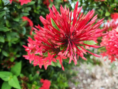 Red Ixora kaksinea (ayrıca soka, orman sardunyası ya da orman alevi olarak da bilinir), Rubiaceae familyasından, bahçedeki yeşilliklerin arasında yetişen bir bitki türü..