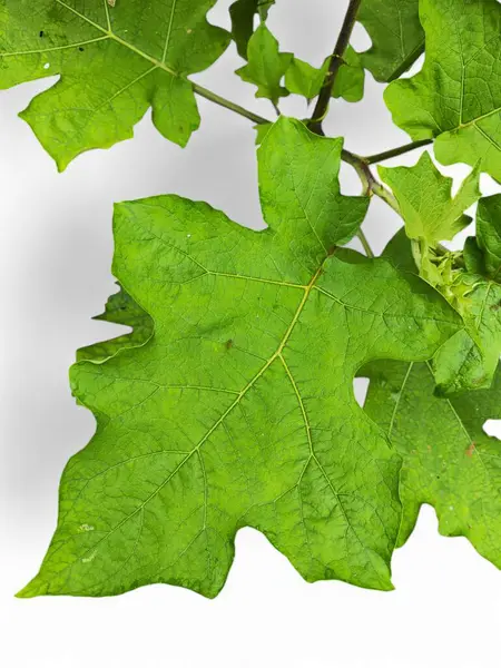 Beyaz arka planda bulunan Takokak yaprakları pek çok fayda için kullanılabilir ya da patlıcan kabilesinin meyve ve tohumları sebze ya da baharat olarak kullanılan bir patlıcan bitkisidir..