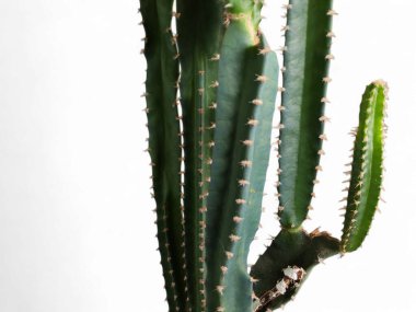 Beyaz arkaplandaki kaktüsün dokulu yüzeyinin makro resmi, Kaktüs Bitkileri Kırpma Yolu ile Beyaz Arkaplanda yalıtılmış