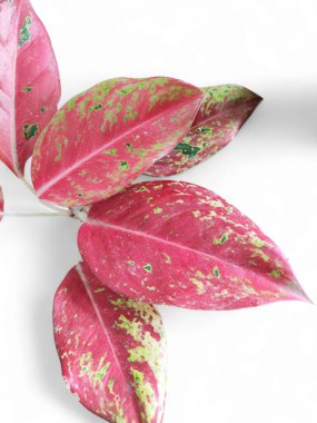 aglonema peacock which is red, shiny and beautiful isolated on white background,Ornamental plant Aglaonema Pink Catrina clipart