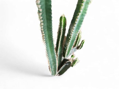 Beyaz arkaplandaki kaktüsün dokulu yüzeyinin makro resmi, Kaktüs Bitkileri Kırpma Yolu ile Beyaz Arkaplanda yalıtılmış