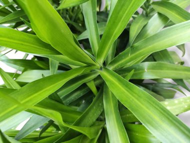 Pandanus ya da Pandan, beyaz arka planda izole edilmiş bir pandan yaprağı grubudur. Endonezya 'da pandan yaprakları parfüm ve gıda renginin yanı sıra dekorasyon bileşeni olarak kullanılır.