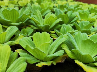 Su marulu (Pistia stratiotes) yüzen bitkiler göletler ve nehirler üzerinde yetişir. Çok yeşildir ve suyun üstündeki çiçeklere benzer. Bu su marulu bitkileri nehri taze tutar ve iyileştirir.