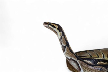 The Ball Python (Python regius) also called the Royal Python, is a python species native to West and Central Africa isolated on white background clipart